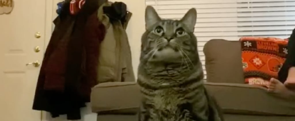 Cat This or That Challenge Funny TikTok Video