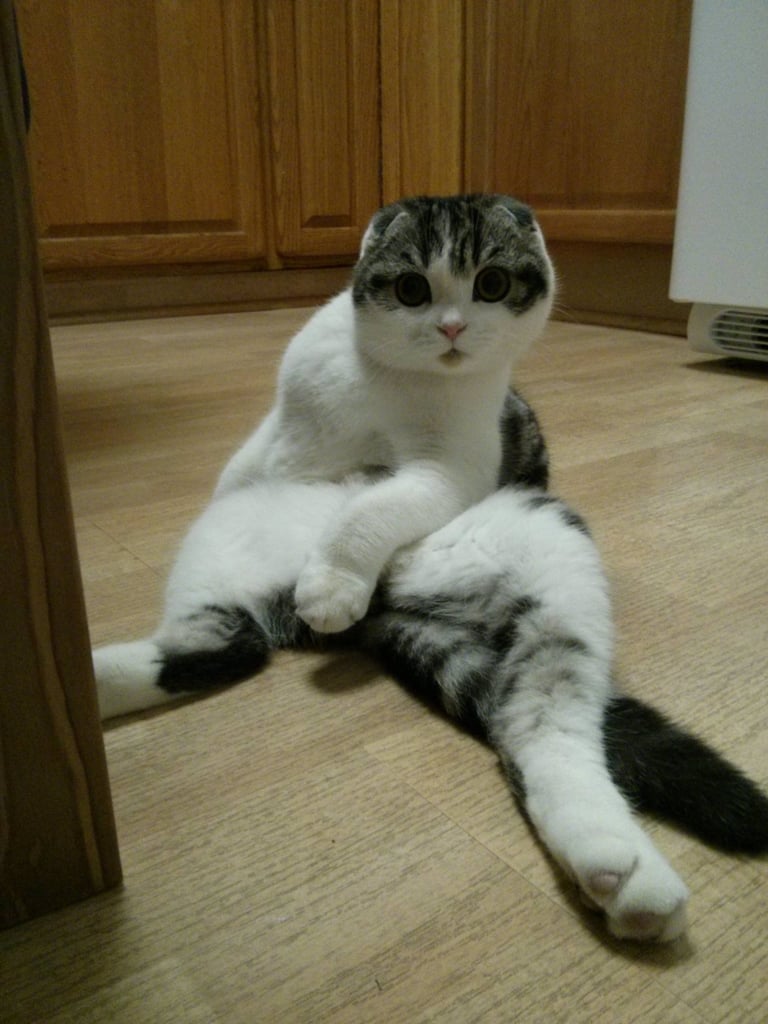 This Cat That ALWAYS Sits on Its Butt