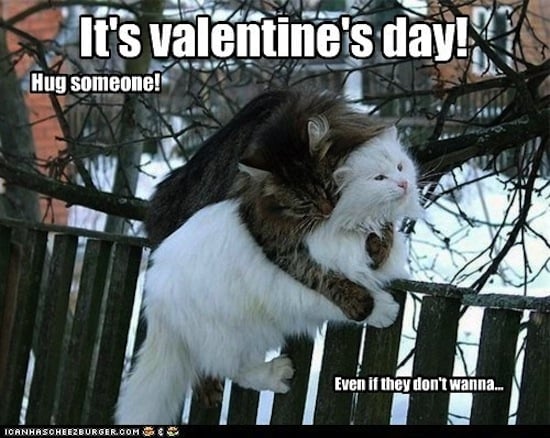 No One Can Resist Cuddling Cats Valentine S Day Memes Popsugar Tech Photo 13