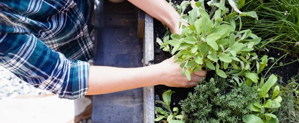 Where to Buy Edible Garden Plants Online