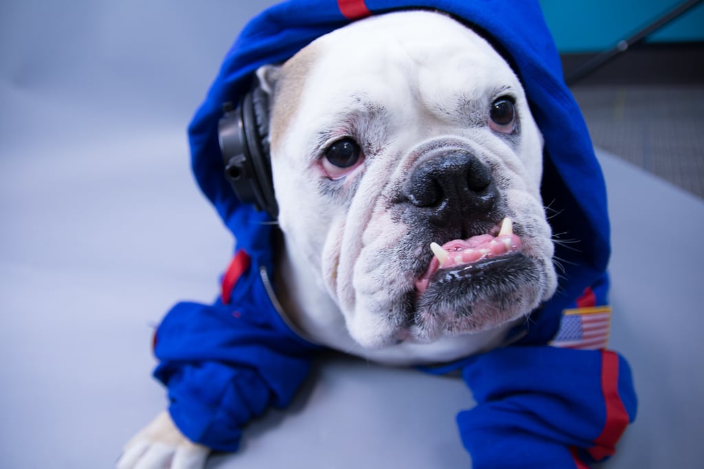 Michael Phelps at the Summer 2016 Olympics
