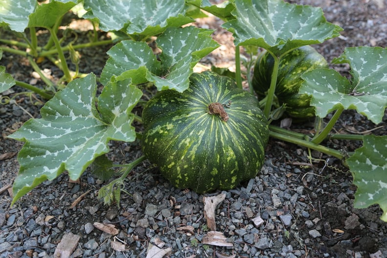 Squash Is a Nitrogen Sucker