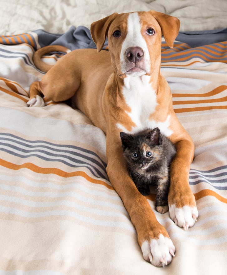 A Pet Owner's Guide to Keeping Your Home Clean and Comfy
