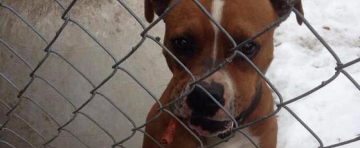 Nextdoor Lost Dog Success Stories