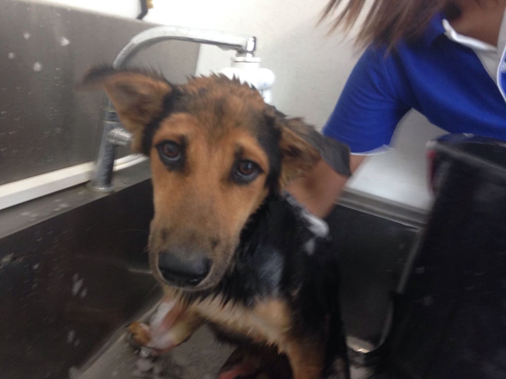 Meagan took him to a vet in Thailand, where they tried to get rid of all the ticks on his body.