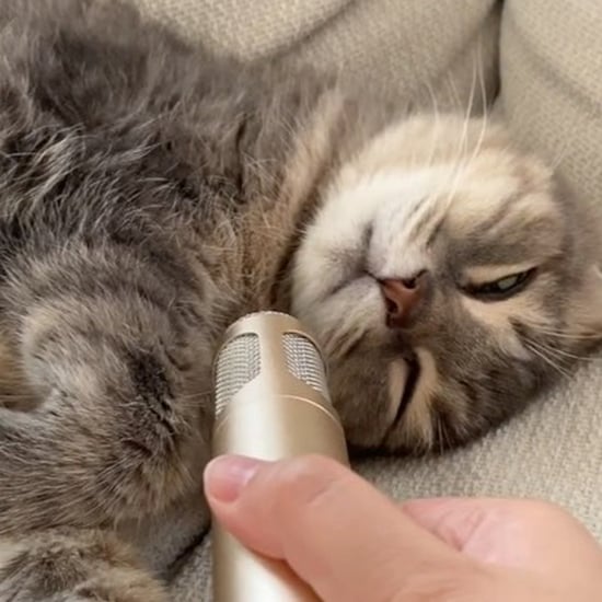 Cat Sleeping With Microphone Up to His Face | Videos