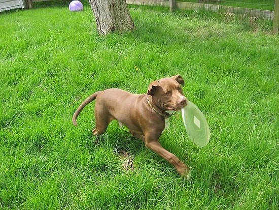 Brody: Pet of the Day