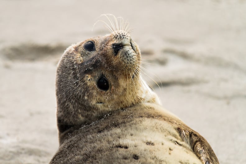 This seal who took a mental health day and will reply to your email tomorrow.