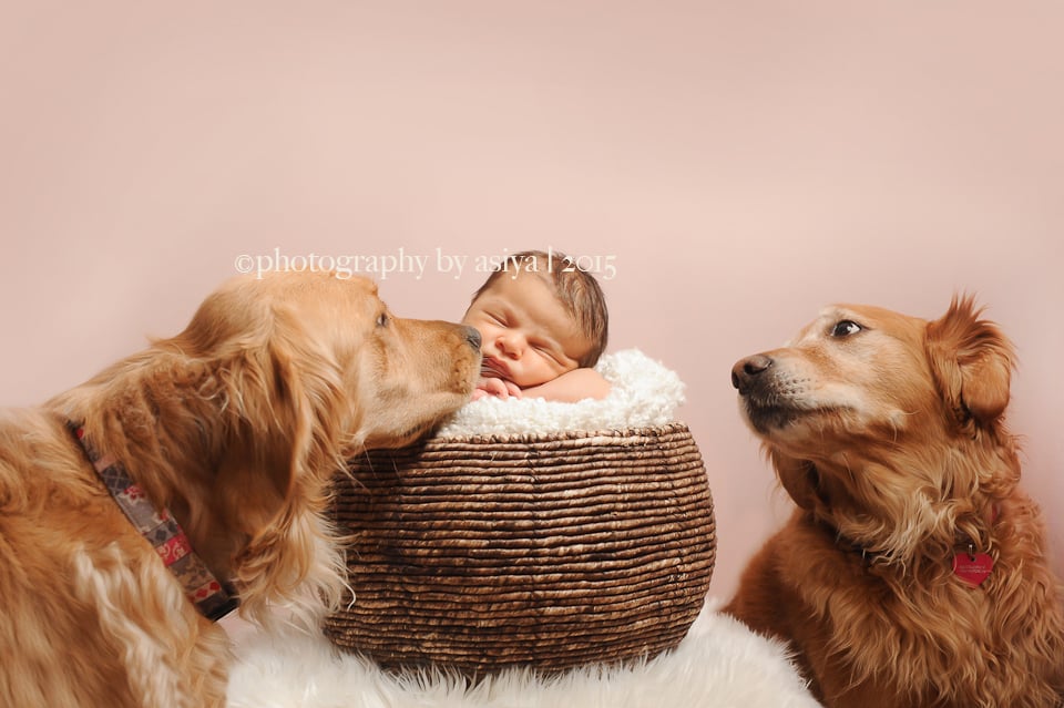 Adorable Newborn and Pet Photos