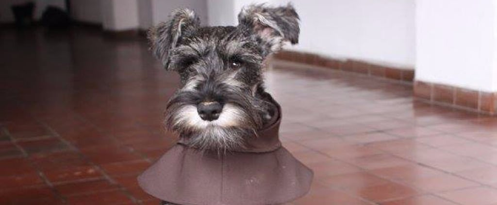 Stray Dog Joins a Monastery