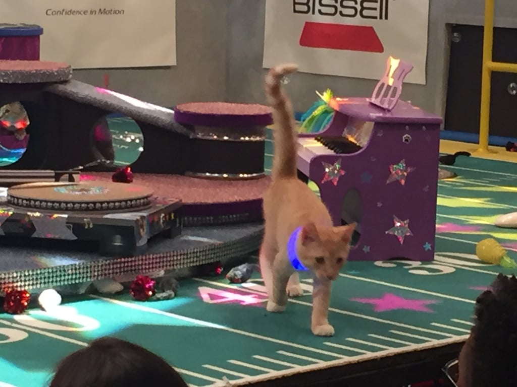 Behind the Scenes at the Puppy Bowl