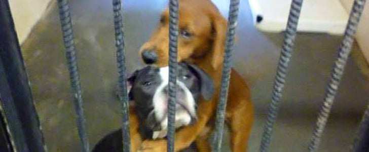 Hugging Dog Photo