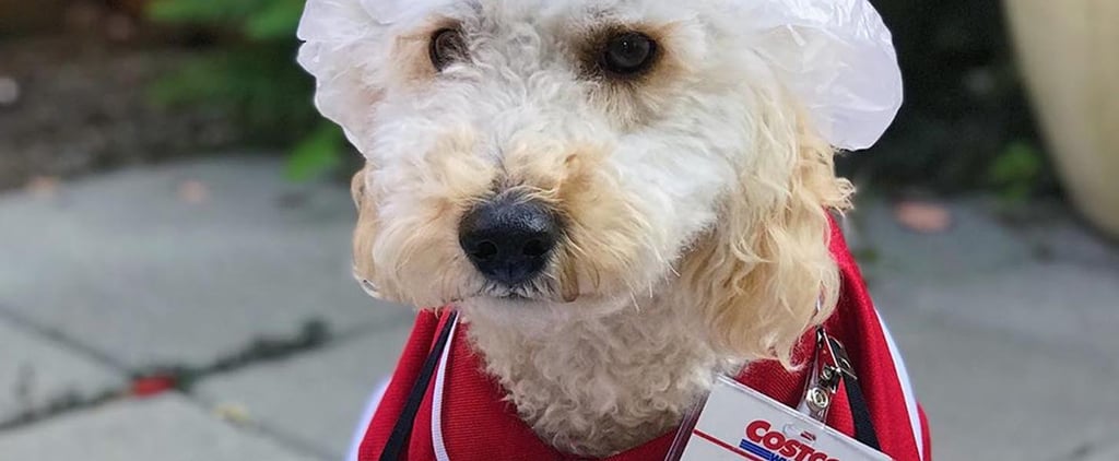 Goldendoodle Dressed as Costco Worker For Halloween Photo