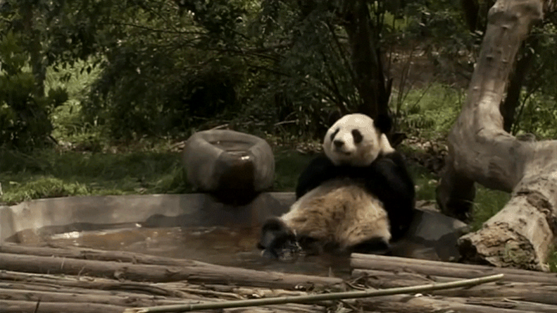 When this panda just wanted some peace and quiet in his pool