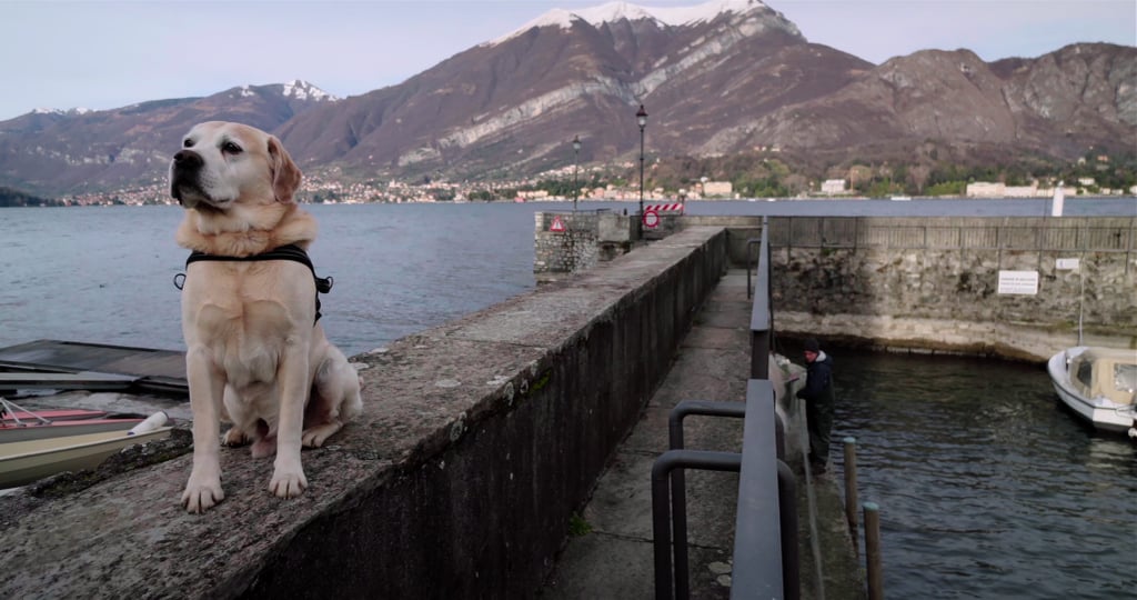 58 Top Images Wag The Dog Movie Netflix - Cute, heartwarming film "Cooper" aka "Angel Dog ...