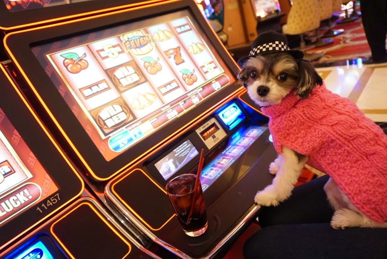 I got my paws on some slot machines.
