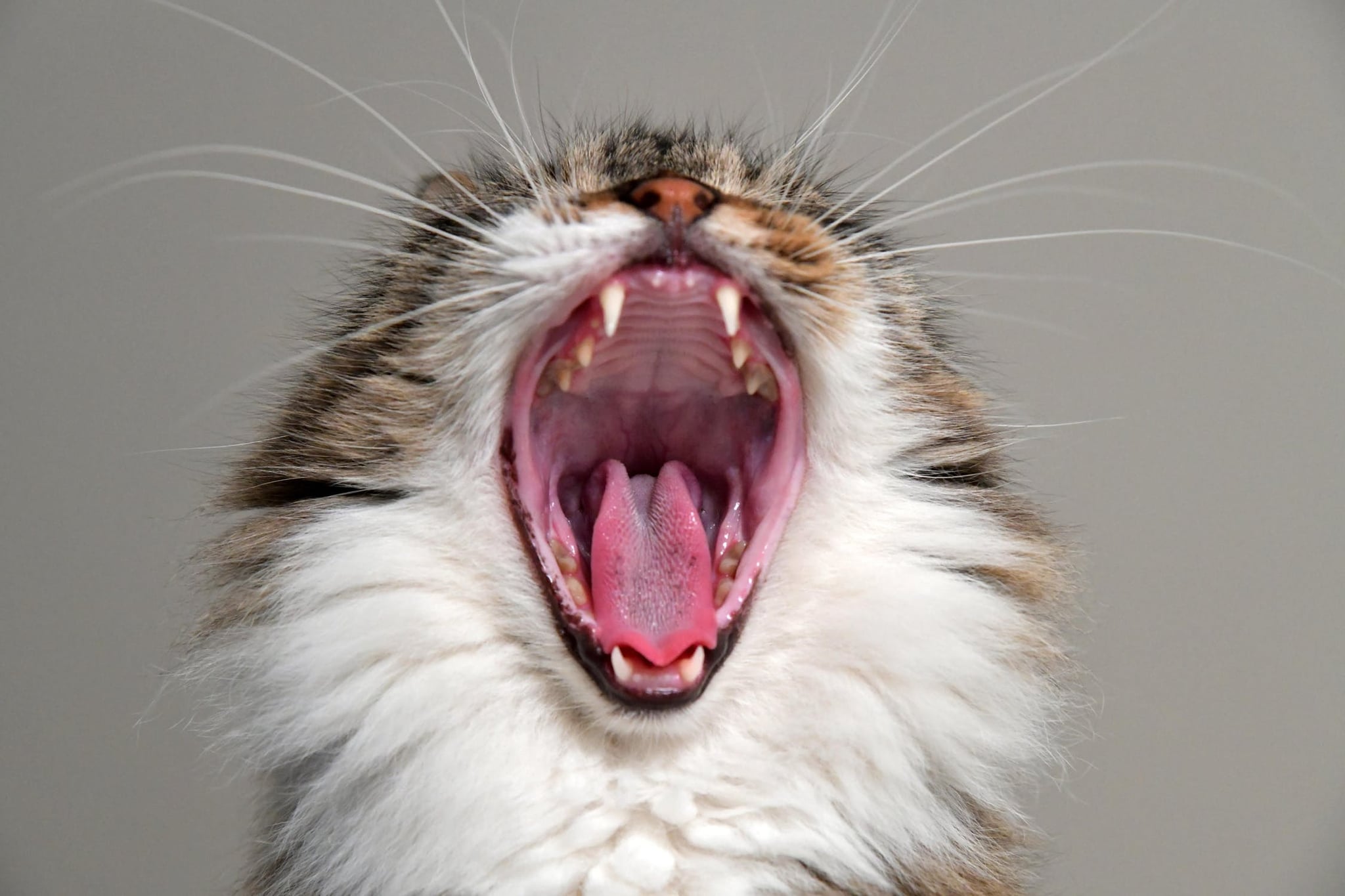 tmp_sobgnX_7d4c2fc27991ed95_cat_yawning.jpeg