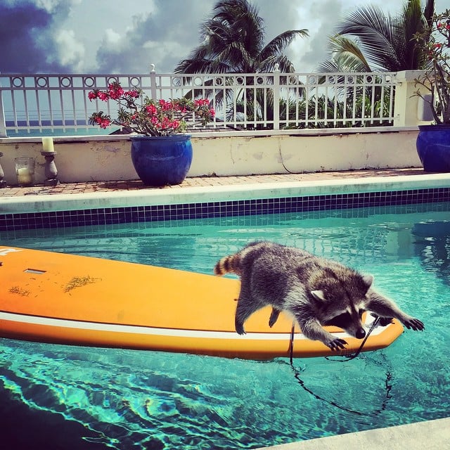 Raccoon That Lives With Dogs | Instagram