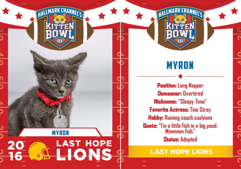 Kitten Bowl 2016