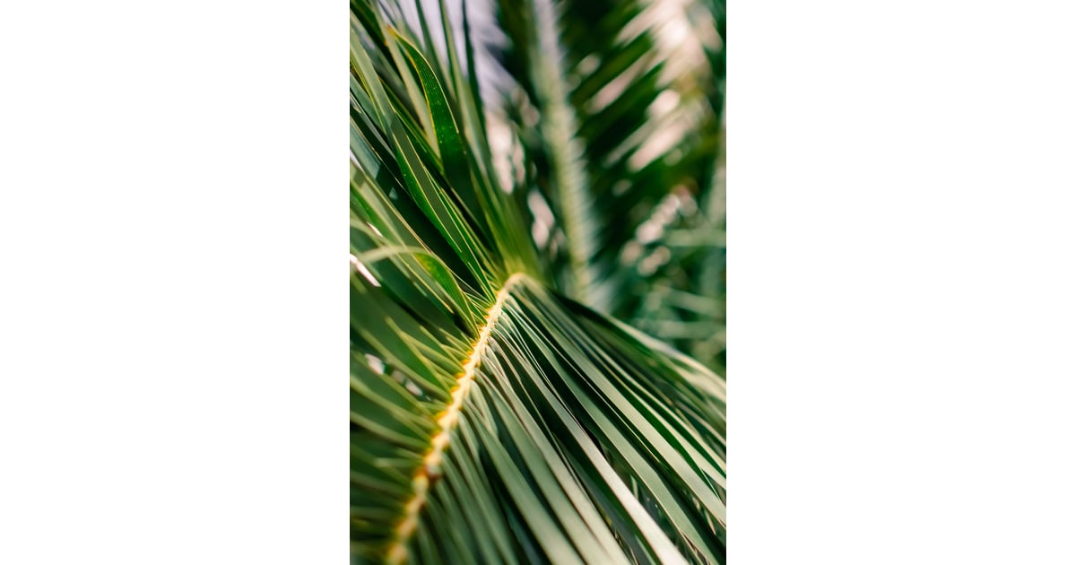 Palm Leaf Iphone Wallpaper 17 Bright And Beautiful Iphone Wallpapers That Scream I M Ready For Summer Popsugar Tech Photo 12 Haokhome 93013 flamingo palm tree peel and stick wallpaper removable green pink vinyl self adhesive contact paper decorative 17 7 x 9 8ft 3 8 out of 5 stars 8 24 87 24. palm leaf iphone wallpaper 17 bright