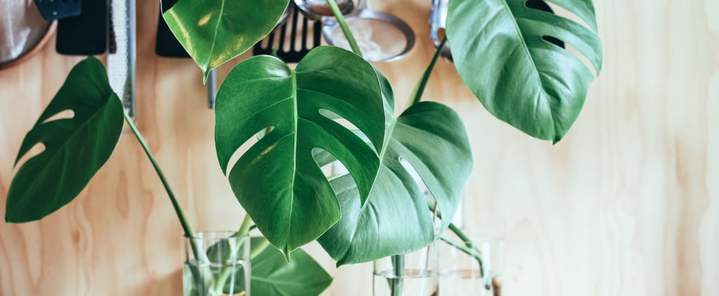 Monstera Plant Care Tips