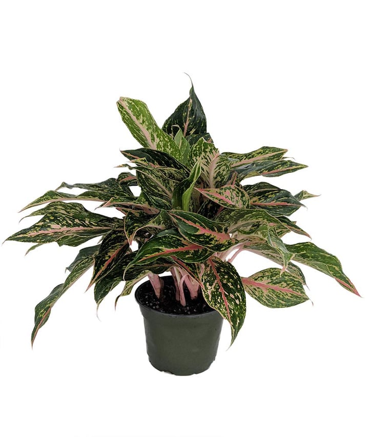Chinese Evergreen Plant Best Indoor Hanging Plants POPSUGAR Home