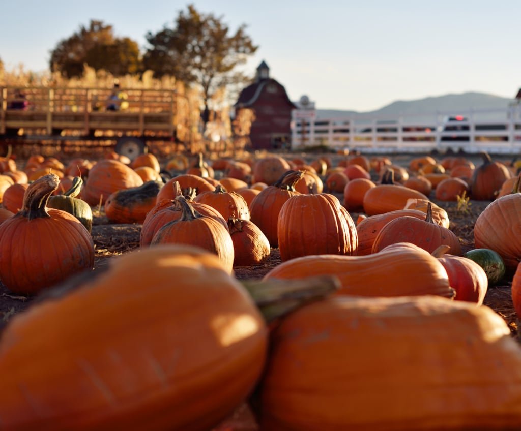 Take a Haunted Hayride