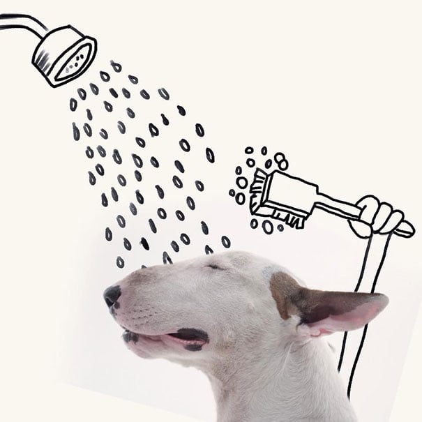 Bull Terrier Instagram Account