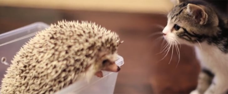 Kitten Meets a Hedgehog For the First Time | Video