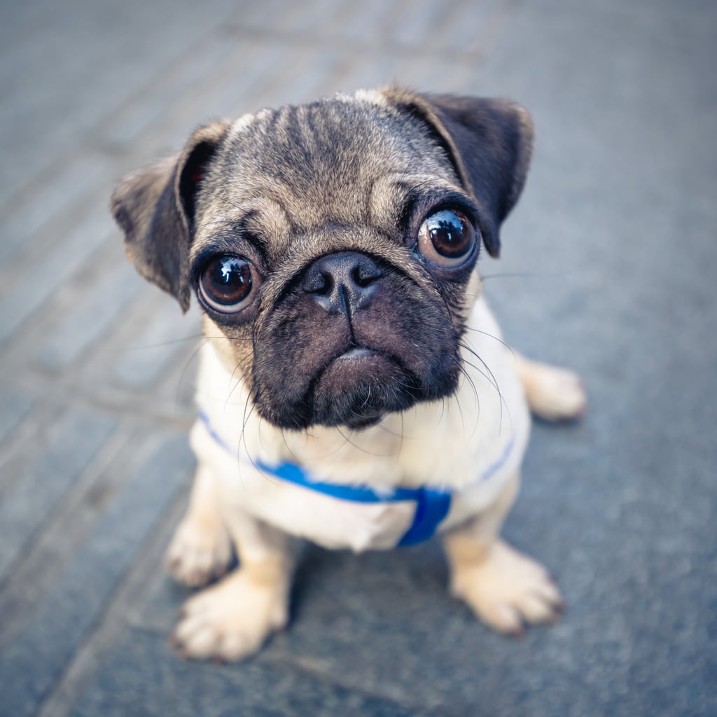 Cute Pictures of Pugs