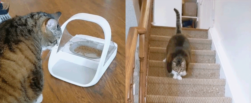 Tricks to Help Your Cat Lose Weight From TikTok