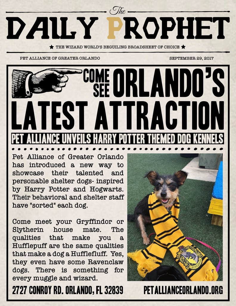 Hogwarts House Sorting Quiz For Dogs POPSUGAR Entertainment