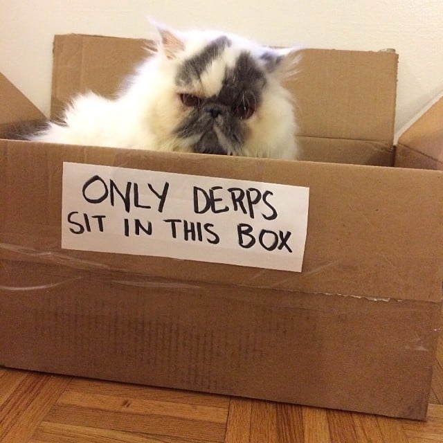 Derp Cat Slang POPSUGAR Tech Photo 12