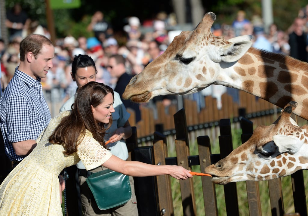 In April 2014, Kate and William fed the giraffes at Taronga Zoo in Sydney, Australia.
