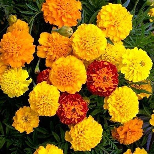 Raw Earth Color Marigold Seeds