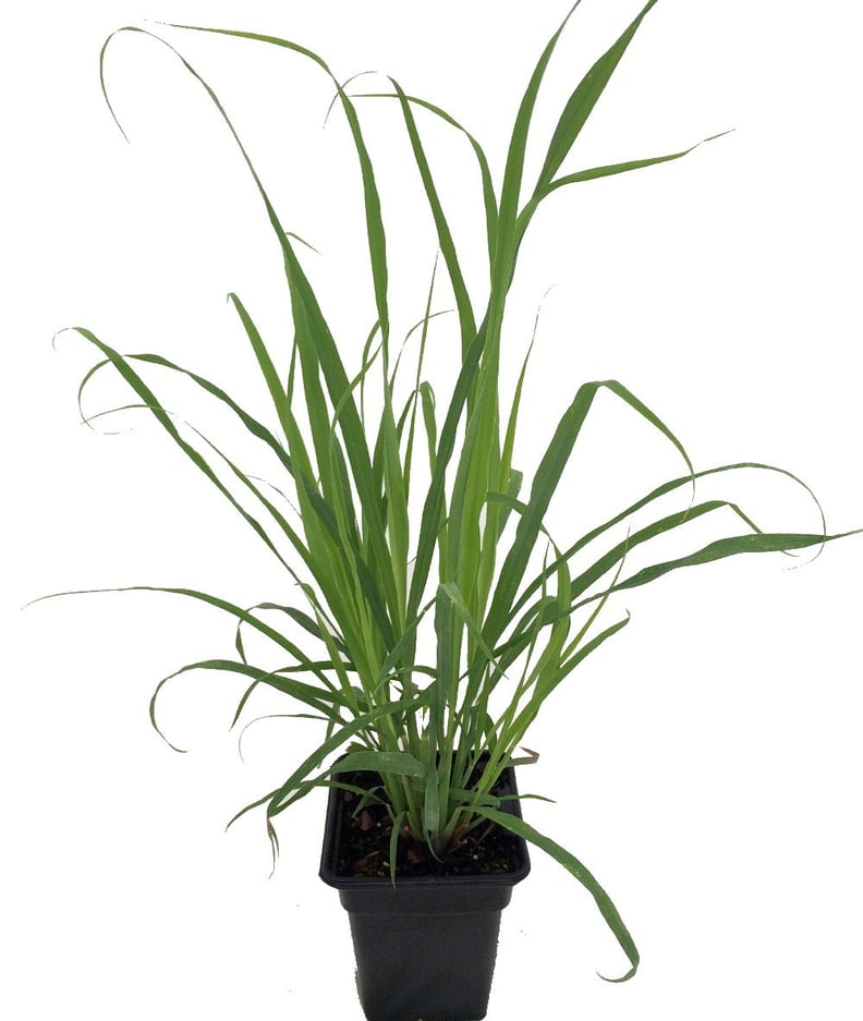 Lemongrass Plant