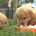 Just Try Not to Smile While Watching These Puppies Play With Ice