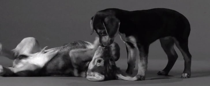 Jimmy Fallon's "First Kiss" Video Parody With Puppies
