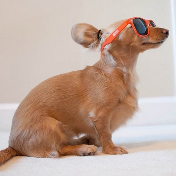 Dog Bun Hair Trend