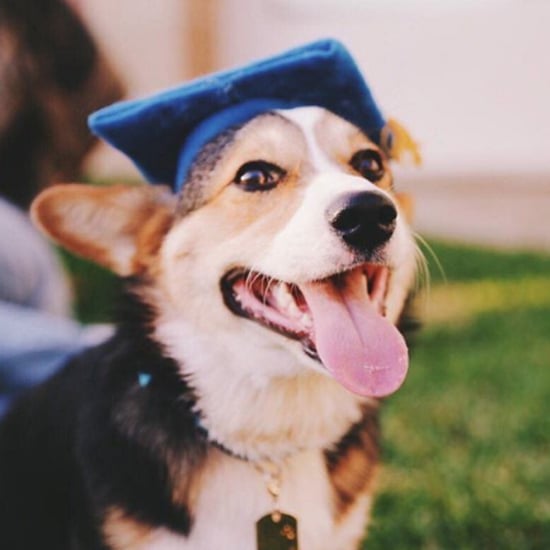 Corgi Graduates From UCLA
