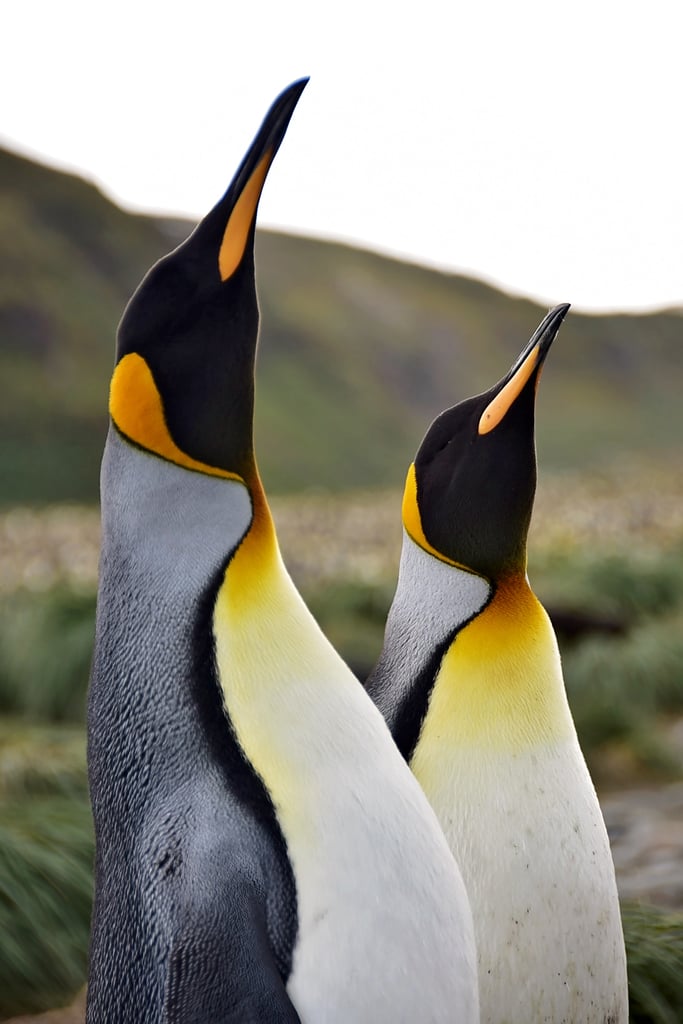 Antarctica King Penguins