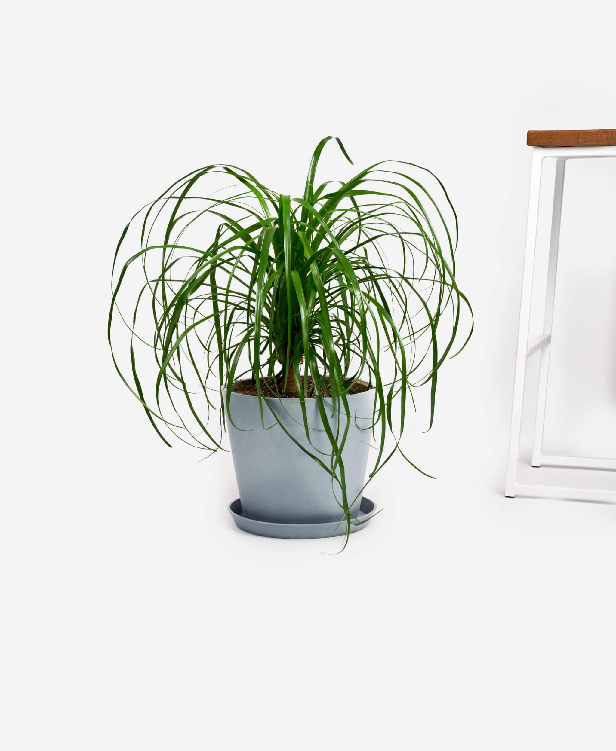 Buy Ponytail Palm Direct From The Greenhouse Planterina Com Planterina