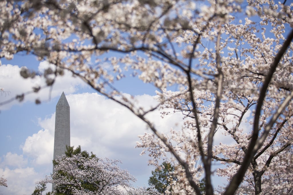 Washington DC Cherry Blossoms