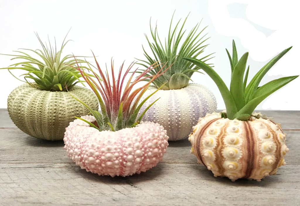 For Plant Parents: Air Plants in Sea Urchin Planters