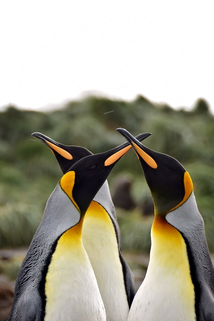 Antarctica King Penguins
