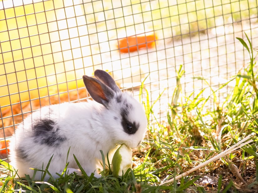 Baby dwarf rabbit sitting on grass by cage, eating apple piece