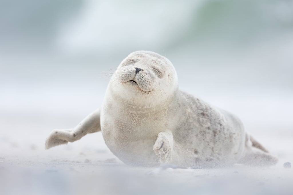 Joy — Natural World Finalist