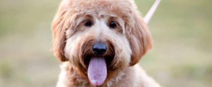 Facts About Goldendoodles