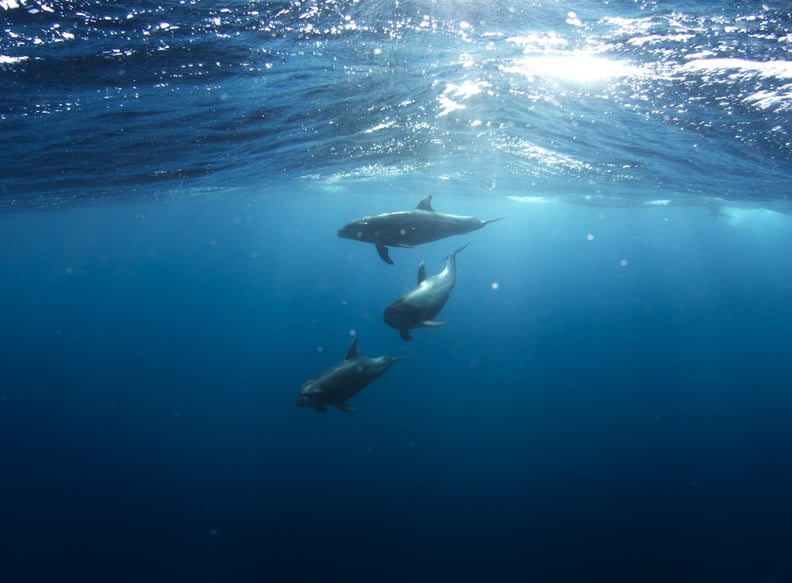 The Pacific ocean has around 25,000 islands.