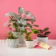 Share the Beauty of Plants and Give Back With Bloomscape's Pink Collection